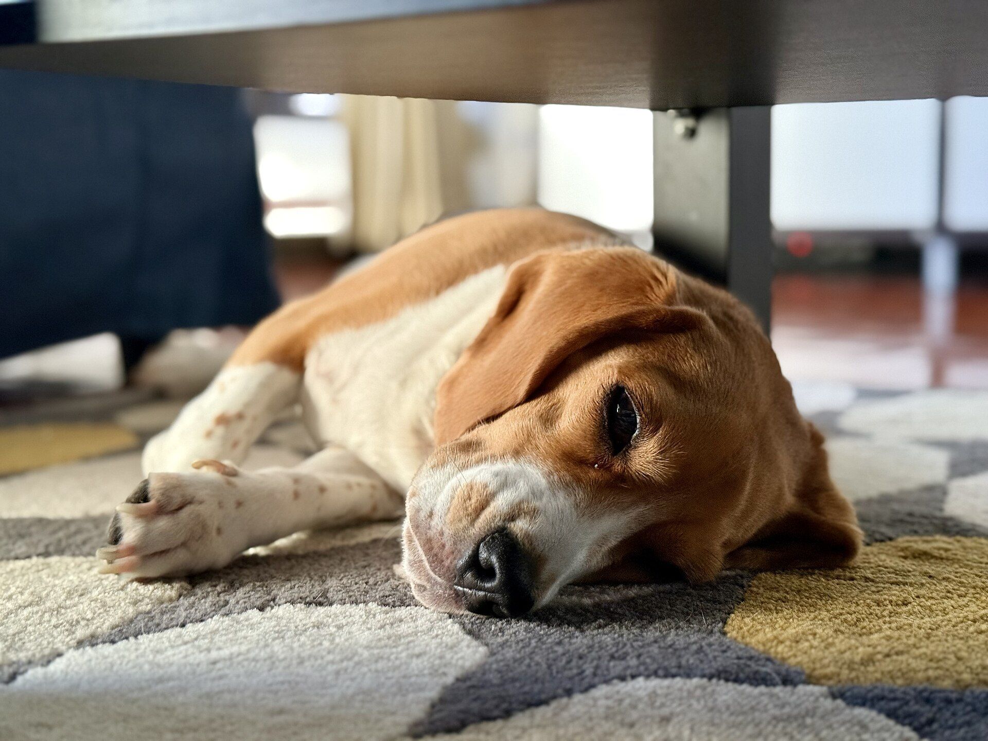 A beagle asleep on a carpet.